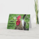 Suche nach gallus gallus Gallus gallus domesticus
