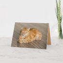 Suche nach orange katze alle karten Süß