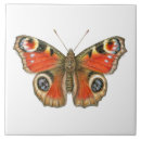 Suche nach pfau fliesen Schmetterling