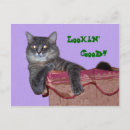 Suche nach xena Katze