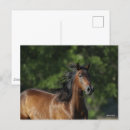 Suche nach quarter horse postkarten Bob langrish