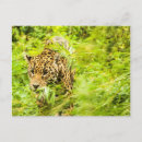 Suche nach cheetah postkarten Wild