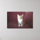 Suche nach sofa leinwandbilder Haustiere