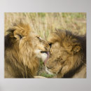 Suche nach male lion poster Big cat