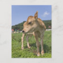 Suche nach stehende kuh postkarten Vertikal