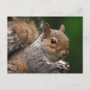 Suche nach eichhörnchen foto postkarten Wild
