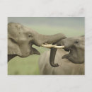 Suche nach indischer elefant postkarten Asien