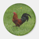 Suche nach hahn magnete Vögel