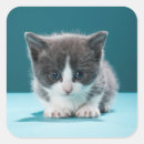 Suche nach hauskatze aufkleber Kleintiere