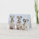 Suche nach dalmation Tier