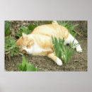Suche nach kurzes haar poster Haustier