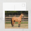 Suche nach quarter horse postkarten Rasse