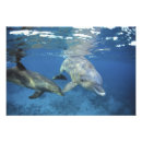 Suche nach tümmler poster Cozumel