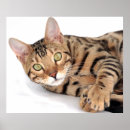 Suche nach bengalische katze poster Kätzchen
