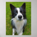 Suche nach hund und katze poster Hundeliebhaber