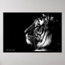 Suche nach white tiger poster Wildlife