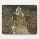 Suche nach graue wölfe mousepads Wild lebende tiere