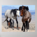 Suche nach wild horse poster Cowboy