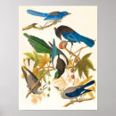 Suche nach vogeldrucke poster Vintager vogeldruck