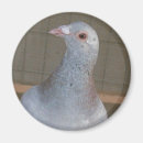 Suche nach racing magnete Tiere