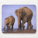 Suche nach asiatischer elefant mousepads Fauna