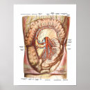Suche nach darm poster Anatomie