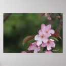 Suche nach rosa baum poster Blüten