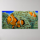 Suche nach die clownfische poster Nemo