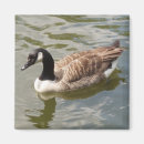 Suche nach wilde gans magnete Vogel