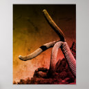 Suche nach saguaro cactus poster Kakteen