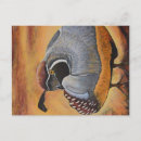 Suche nach kalifornien wachteln postkarten Vogel