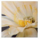 Suche nach kakteen fliesen Blüten