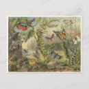 Suche nach vintage insekten postkarten Jede person