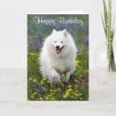 Suche nach amerikanischer eskimo postkarten Welpen