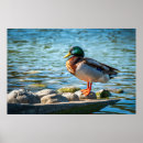 Suche nach stockenten poster Erpel