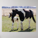 Suche nach stute und fohlen poster Pony