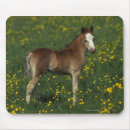 Suche nach waliser mousepads Pferd