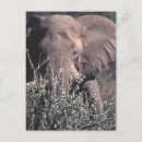 Suche nach etosha postkarten Elefant