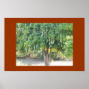 Suche nach mango poster Baum