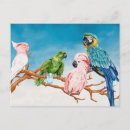 Suche nach cockatoo Papagei