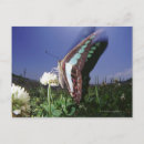 Suche nach unscharfe bewegung postkarten Im freien