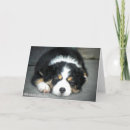 Suche nach australian shepherd karten Welpe