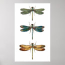 Suche nach vintage insekten poster Libelle