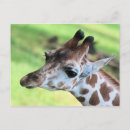 Suche nach babygiraffe postkarten Zoo
