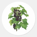 Suche nach schwarze johannisbeere aufkleber Korinthen