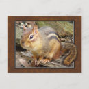 Suche nach der chipmunk postkarten Tiere