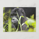 Suche nach uganda postkarten Schwarz