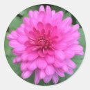 Suche nach chrysanthemen aufkleber Rosa