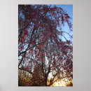 Suche nach kirschbaum poster Quelle