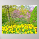 Suche nach gelbe tulpe poster Natur